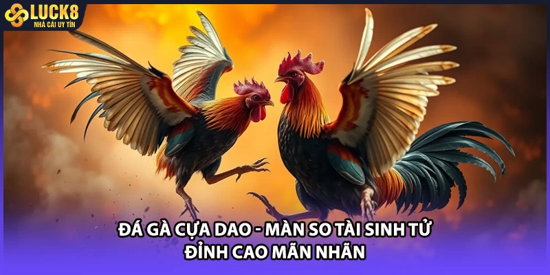 Đá Gà Cựa Dao - Màn So Tài Sinh Tử Đỉnh Cao Mãn Nhãn