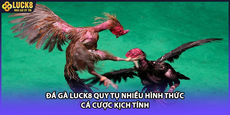 Đá gà LUCK8 quy tụ nhiều hình thức cá cược kịch tính