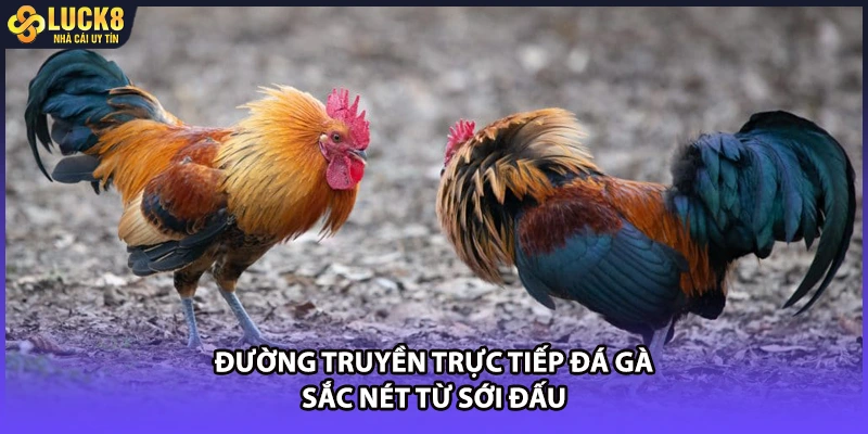 Đường truyền trực tiếp đá gà sắc nét từ sới đấu