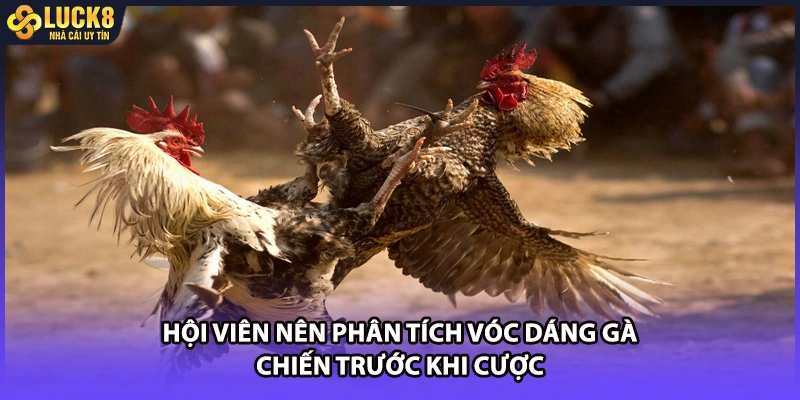 Hội viên nên phân tích vóc dáng gà chiến trước khi cược