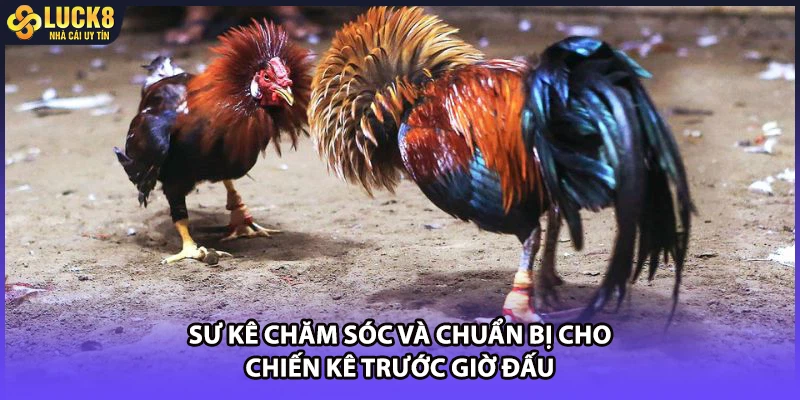 Sư kê chăm sóc và chuẩn bị cho chiến kê trước giờ đấu